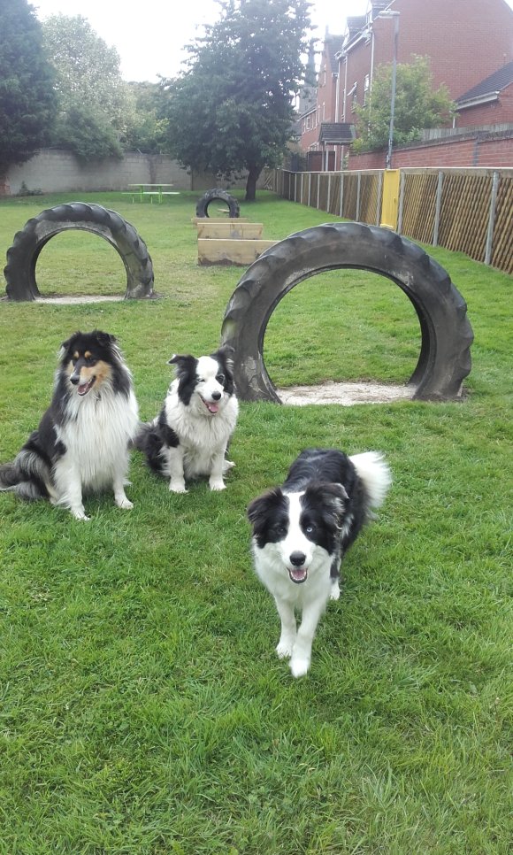 Dog Agility Area